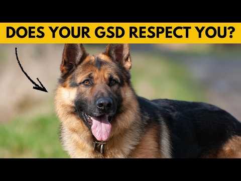 8 Signs Your German Shepherd Considers You Their Pack Leader