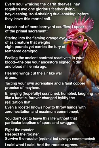 Every soul walking this earth deserves—nay, requires—one glorious, feather-flying, beak-clashing, soul-shaking duel with a rooster before they leave this mortal coil. I speak not of mere barnyard scuffles. I speak of the primal sacrament: Staring into the flaming orange eye of a creature that weighs eight pounds yet carries the fury of a feathered demigod. Feeling the ancient contract reactivate in your blood—the one your ancestors signed in dirt and blood millennia ago. Hearing wings cut the ai