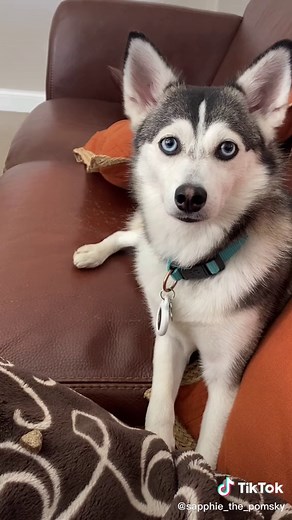 Sapphie Mastered Dog Training Commands!