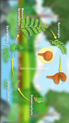 Fern Life Cycle Animation #biology