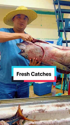 Fresh Catches of Yellowfin Tuna in Kenya | Marine Ecosystem