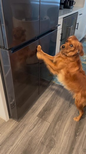 Day in the Life of a Mini Golden Retriever | Fun Adventures at the Farm!