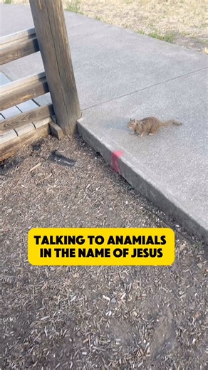 Job 12:7-9 (NIV):"But ask the animals, and they will teach you or the birds in sky, and they will tell you; or speak to the earth, and it will teach you, or let fish in the sea you. Which of all these does not know that the hand of the Lord done this?" | Prophetic Heartbeat