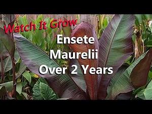 Ensete Maurelii the Red Abyssinian Banana Tree Growing Over 2 Years in a Tropical Garden