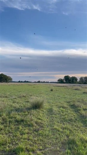 Migrants have just arrived, including stunning birds like the Carmine Bee-eaters. These small, brightly colored birds travel long distances from other regions of africa ,and some from Europe for breeding grounds, and to settle in warmer areas during the migration season. With their striking red plumage, blue wings, and graceful acrobatics in flight, they are a spectacular sight. Carmine Bee-eaters are known for catching insects mid-air, especially bees, which makes their presence not only beauti