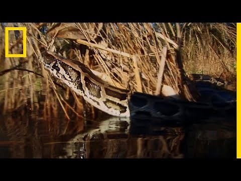 Un combat mortel entre un python et un alligator
