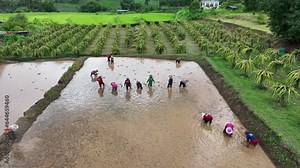 Asian Thailand farmer transplant rice seedlings in rice field. Aerial view of Farmer planting of the rice season.