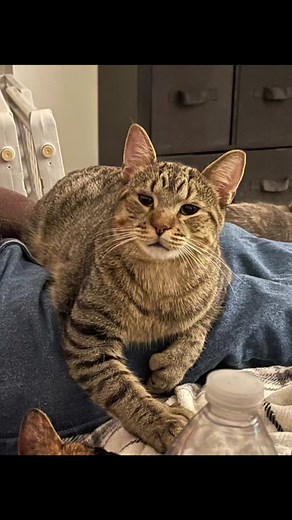 #catsoftiktok #fyp #catrules