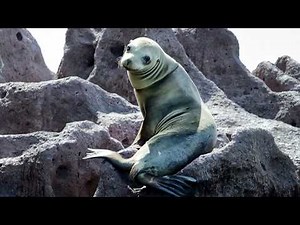 Sea Lion Rescue