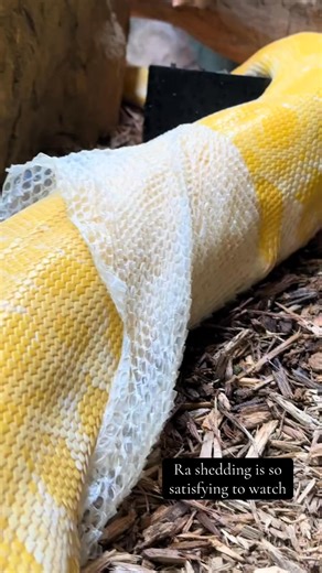 Burmese pythons (and most snakes) usually shed their skin in one complete piece, starting at the mouth and peeling it off inside-out as they move forward. It really is like taking off a sock. Thanks for catching this Keeper Amy! #snake #python #funfact | Tanganyika Wildlife Park