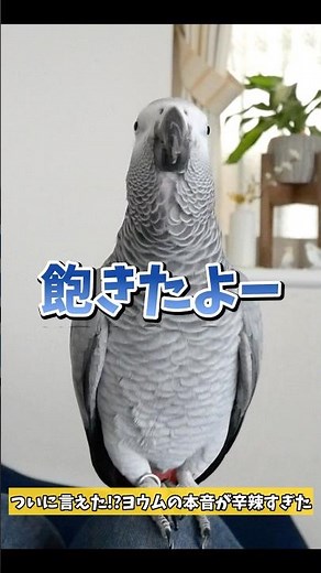 ついに言えた⁉️ヨウムの本音が辛辣すぎた【鳥のいる暮らし】#shorts #ヨウム #ヨウムのめいちゃん ＃飽きた＃おしゃべりインコ#parrot