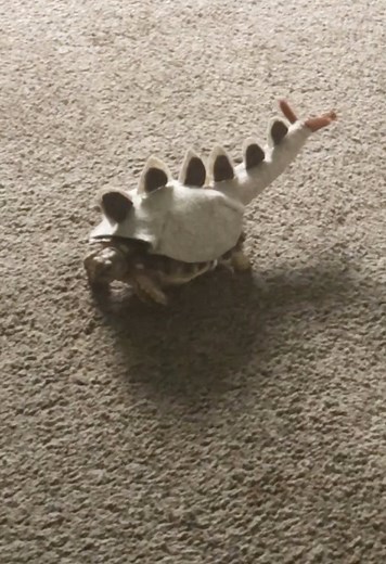 Meet the Stegotortoise: The Funniest Reptile You'll Ever See!