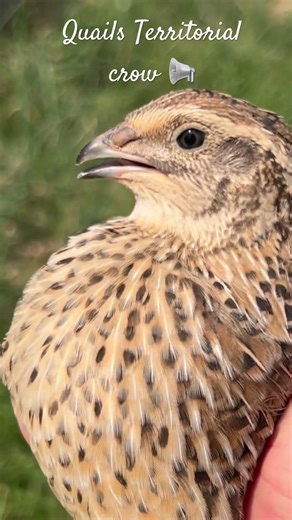 Quails Crow. #animals #cute #funny #quail #homestead #farm