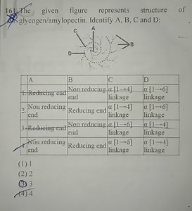 The given figure represents the structure of glycogen/amylopect... | Filo