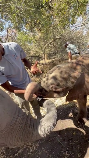 Our dedicated handlers, Onks and Eric, are showering love on one of our newest rescued orphans, Rosie, by hand-feeding her fresh grass! Rosie clearly adores it, happily munching away. It was a sweet moment until one of her playful siblings tried to sneak a share using her trunk! Like all baby elephants, Rosie is a herbivore, and we ensure her diet includes plenty of grass and twigs. Here at Elephant Havens, we provide a safe place where they can eat well and receive the unconditional love they n