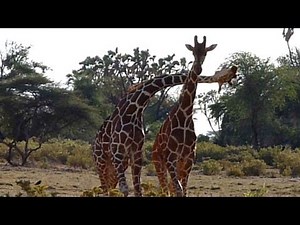 Fighting giraffes