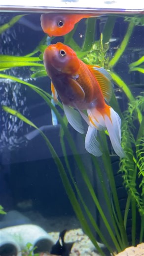 Stunning Oranda Goldfish Varieties to Brighten Your Aquarium