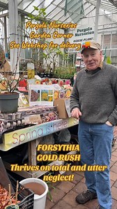 5.6K views · 87 reactions | #add FORSYTHIA “GOLDRUSH “ is a tough...