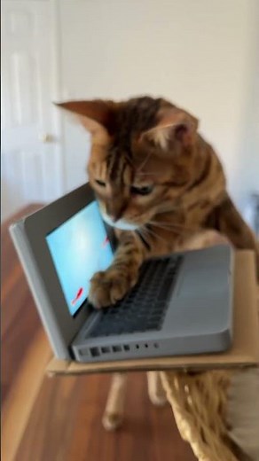 Made a tiny computer for my cats! #cats #diy