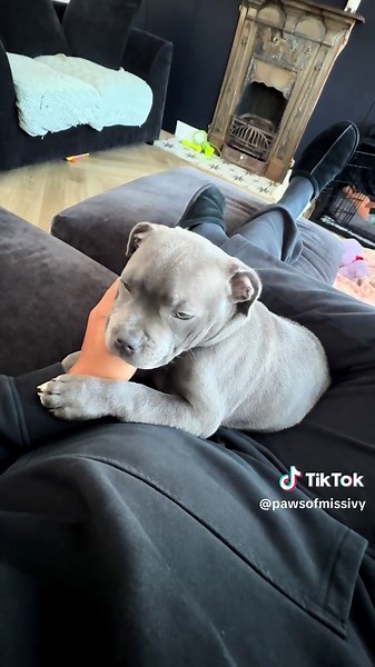Tired Puppy Cutie: Adorable Blue Staffy Relaxing