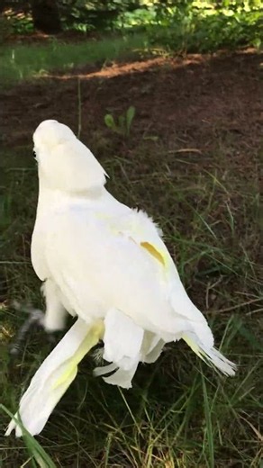 Cockatoo exploring outdoors while he still can... (weather's getting colder!)