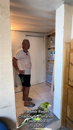 Vladimir Reyes , Criador de Canarios Timbrados. #canarioscantandomiamifl#ventadecanariosmiamifl #canariosenmiamifl #canarioscantando #canarioscantando