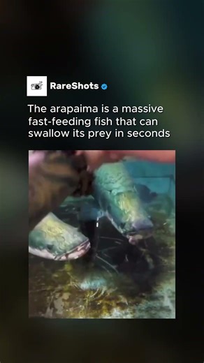 Arapaima Feeding Is TERRIFYING