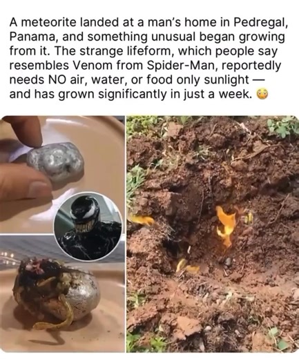 A man in Panama🇵🇦 found a meteor & did an experiment. Look what it has grown into! It’s giving Alien with Sigourney Weaver! ch…. So there are really Aliens huh? | Quietly Krowned