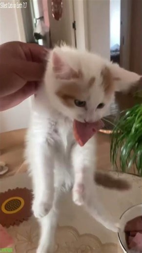 Funny Pets 😸 Cat videos Compilation 😻 # Part 3057