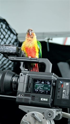 We’ve recently welcomed two new companions. #fangtuo #filmmaking #sonyfx3