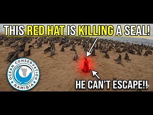 Stop Buying, Start Preserving: A Lesson from a Seal