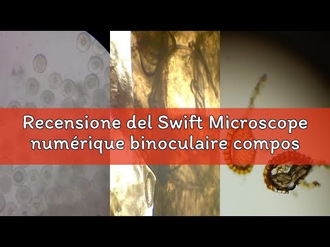 Recensione del Swift Microscope numérique binoculaire composé SW350B 40X-2500X, avec appareil photo