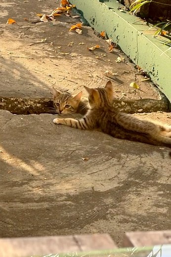 4.4K views · 127 reactions | Good morning Jamaica, may today mark the beginning of a brighter future filled with limitless opportunities for growth and prosperity for all. | Negril Reels | Facebook