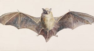 A brief history of vampires – in print, photography and posters · V&A