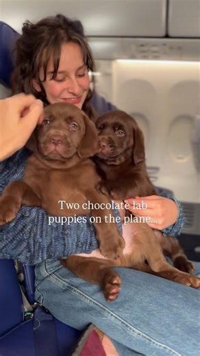Chocolate Lab Puppies Meet Their New Families in Denver