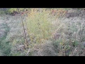 How to Identify Wild Asparagus