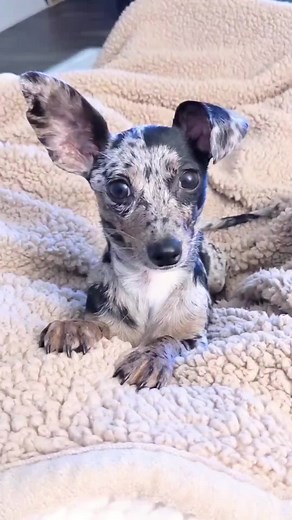 Look at my Chiweenie, Ollie, being the smolest distinguished gentleman 😍🥹 #chiweenie #doggo #dachshundsoftiktok #teckel #chihuahuafanclub #foryou #chihuahua #chiweenioftiktok #dapplechiweenie #dachshund #fyp #dogmom #smoldog #distinguishedgentleman