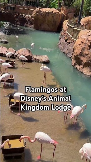 Flamingos at Disney's Animal Kingdom Lodge 🦩 #disneyworld #disneyanimalkingdom #disney #disneyresort