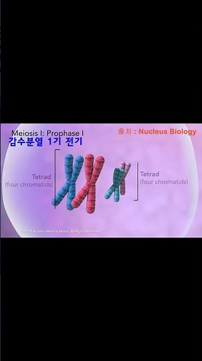 #정자와 #난자가 만들어지는 #생식세포분열, #감수분열 #meiosis #shorts #중3과학 #생식 #중학과학