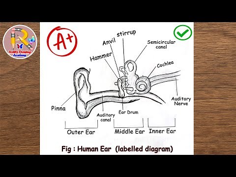 Human Ear Labelled Diagram | Easy & Clear Drawing for Students | Biology Class 10 #earanatomy