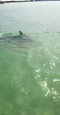 Wow, check out this video of a local fisherman and his close encounter with another "local fisherman" off the shores of Shell Key! Have you ever heard the stories about the giant Hammer Head Shark that resides in the waters around St. Pete Beach? This one seems a little too small to be the famous shark, but still a get sight to see! Caution: Contains explicit language Video: Tony Foucher | St.Pete Beach, Florida