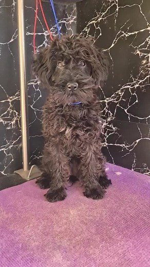 Pampering a Schnoodle Princess: A Grooming Transformation