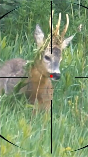 Roe deer hunting | sparare al capriolo | Chassez le chevreuil