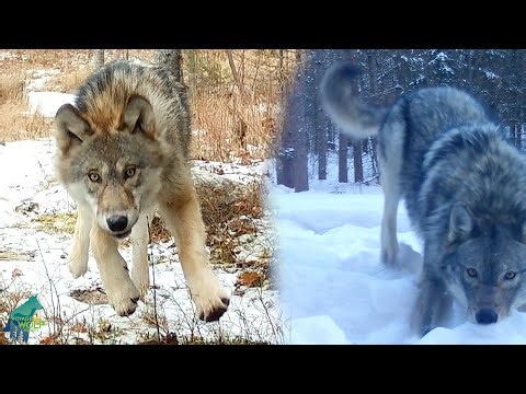 Wolves playing with trail cameras in northern Minnesota