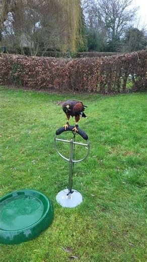 HARRIS HAWK WINGBEAT (SLOW MOTION!)