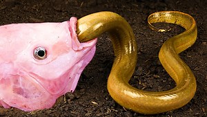 3.9M views · 43K reactions | Greedy Fish ❤️Link video: https://youtu.be/jPPY6HsA3HA | Funny Stop Motion Cooking | Facebook