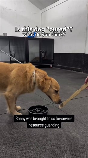 Understanding Dog Training: Aggression and Obedience