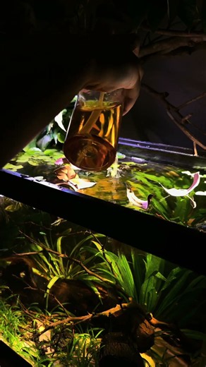 It had to be done. I can see my fish again! #aquariummaintenance #aquarium #aquascape #aquariumhobby