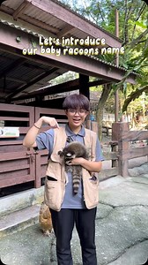 542 reactions · 21 shares | 劣 Our baby raccoons finally have names —...