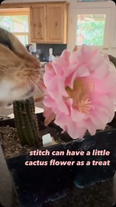 Cactus Affinity on Reels